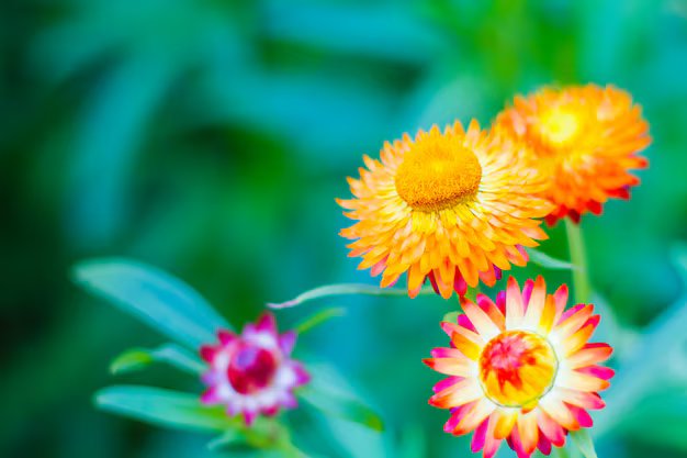 Snake Plant (Sansevieria Trifasciata)