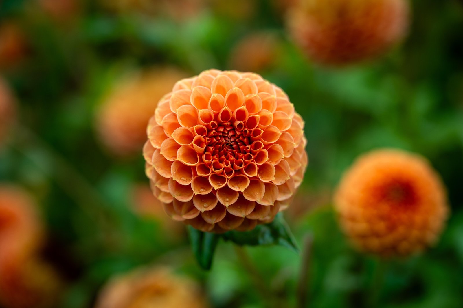 Spider Plant (Chlorophytum comosum)