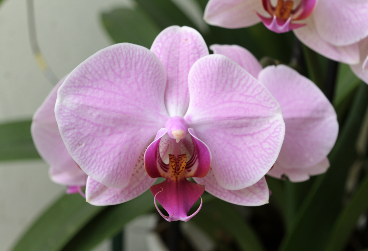 Paphiopedilum victoria-regina