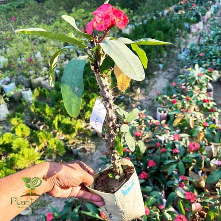 Native Plants of Bangladesh