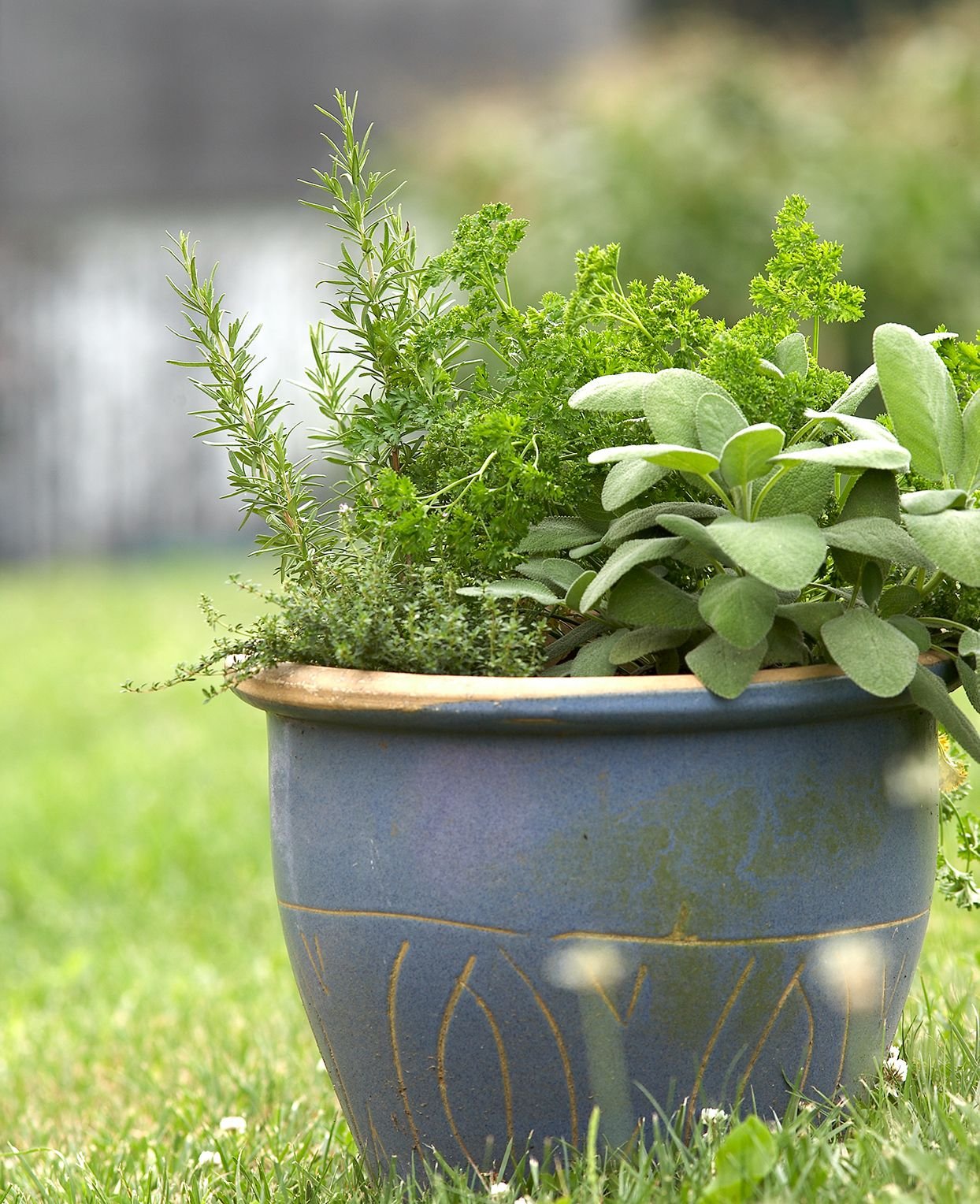 Plants Logo