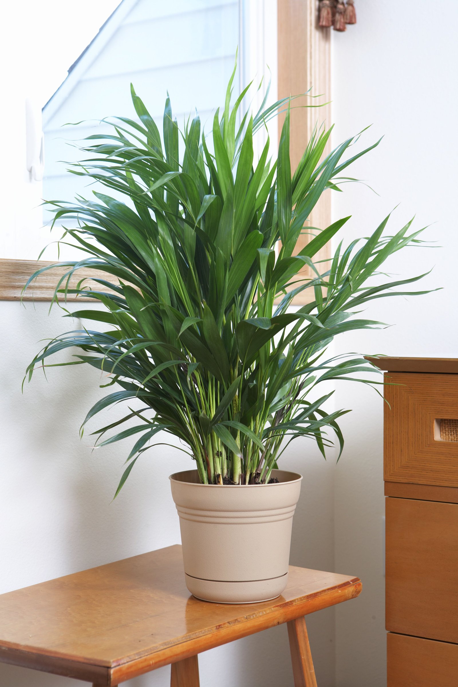 Indoor Plants Logo