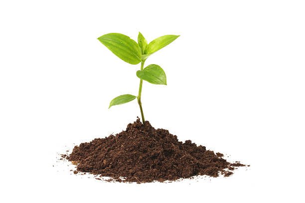 Seeds & Saplings Logo