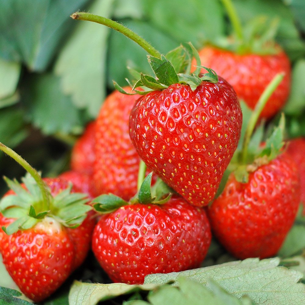 Fruit Plants Logo
