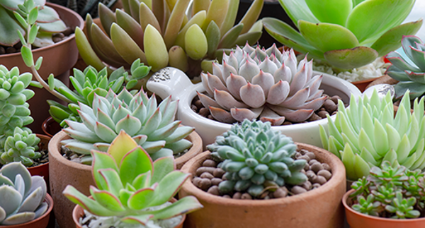 Cactus & Succulents Logo