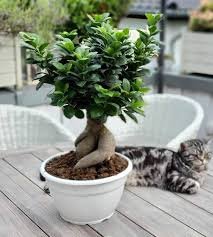 Bonsai Logo